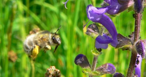 Anthophora plumipes